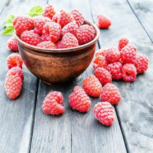 1500+ Fruit Tree Seeds Mixed for Planting, 6 Varieties, 400 Strawberry 200 Blueberry 300 Raspberry 300 Mulberry 200 Cranberry 20 Cherry, Non-GMO Heirloom Seed for Garden Outdoor - Image 2