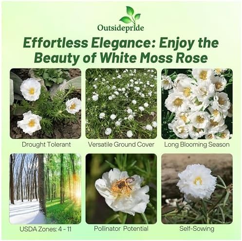 Outsidepride White Moss Rose Seeds - 250 Pcs Annual, Drought & Heat Tolerant, Pollinator Friendly Ground Cover Seeds for Planting w/Vibrant Blooms & Succulent Foliage, Ideal for Xeriscaping - Image 2