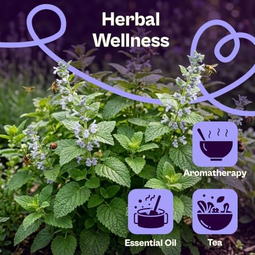 SVI 1000 Lemon Balm Non GMO Heirloom Herb Seeds, Melissa officinalis - Image 4