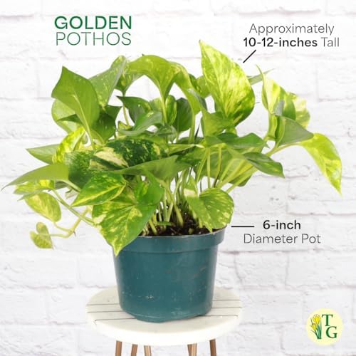 Live Golden Pothos, Indoor Vining Plant, Easy to Grow, 6" Pot - Image 6
