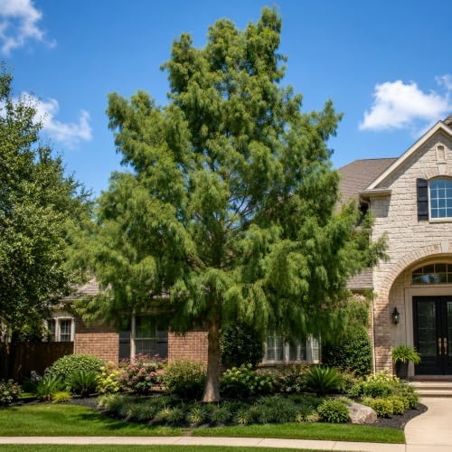 Bald Cypress Taxodium Distichum | 10 Live Plants | Fast Growing Tree, Wetland Tolerant, Deciduous, Ornamental Foliage, Shade Provider, Landscaping Favorite, Fall Color Display - Image 4