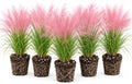 5 Pink Muhly Grass Live Plant Plugs | Native Ornamental Grass for Full Sun by CZGrain