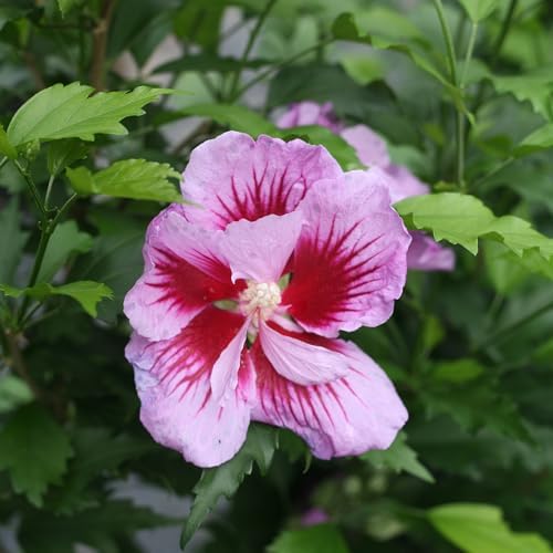 Proven Winners 2 Gal. Purple Pillar Rose of Sharon (Hibiscus) Shrub - Image 2