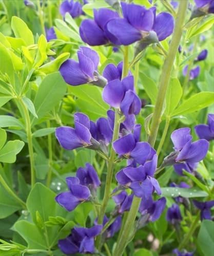 False Indigo Bush - 6-12" Tall Live Plant - Quart Pot - Image 7