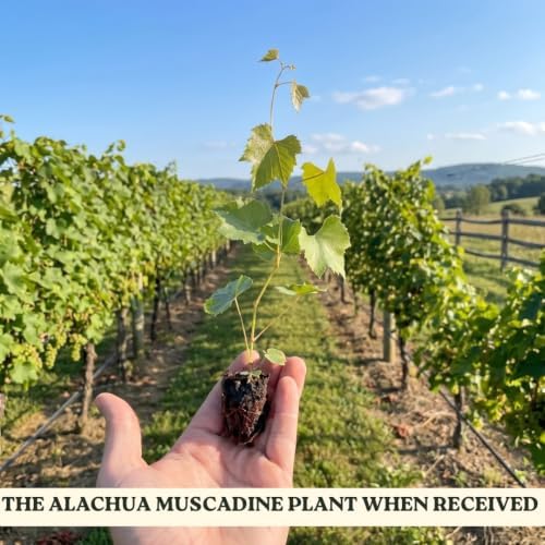 Purple Black Muscadine Grape Vine Plant, 8–12 Inch Live Plant, 2 Inch Plug - Image 2
