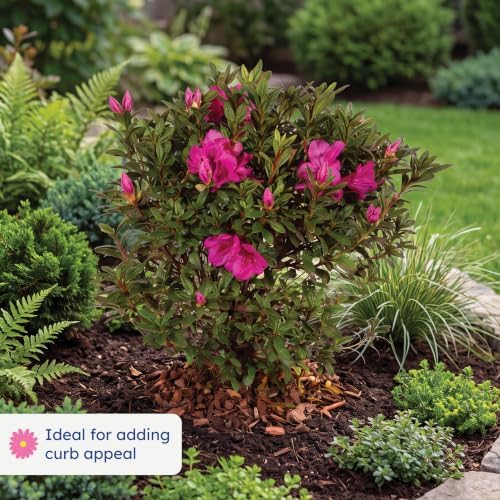 Encore Autumn Jewel Azalea, Live Azalea Flowers, 3 Gallon - Image 3
