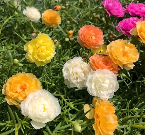 10,000+ Moss Rose Seeds – Heirloom Portulaca Seeds – Easy to Grow, Fast-Growing Annual Flower – Mixed Colors – Drought Tolerant, Non-GMO Ground Cover for Garden Landscaping - Image 3