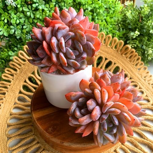 Echeveria Orange Monroe Rare Live Succulent, Multi-Head Rosette Succulent, 3-4 Heads 3.5 Inch Bare Root Live Plant, No Pot Soil, Easy Care Indoor Houseplant, Outdoor Plant Party Decoration - Image 2