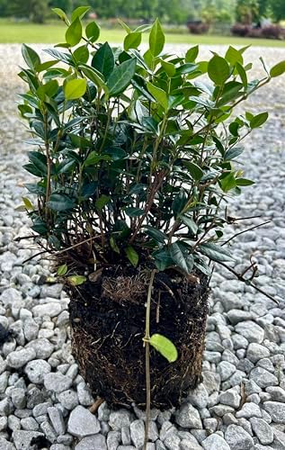Asiatic Jasmine Ground Cover Plant, Live 1 Gallon Container, Evergreen Vine - Image 3