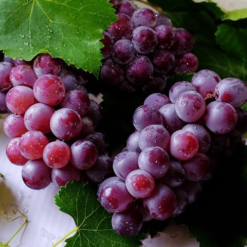 Canadice Seedless Bare Root Grape Vines - Great Table and Wine Grape! 1-Year Old Plant with a Free Vine Support Included - from Hand Picked Nursery (1) by HandPickedNursery