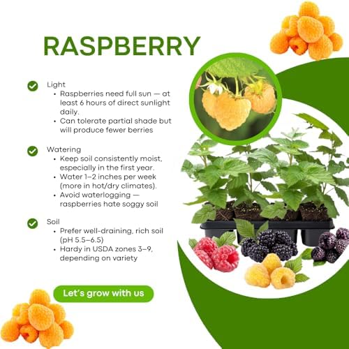 2 Fall Gold Raspberry Plants Live, Berry Bush, 4-8" Tall - Image 5