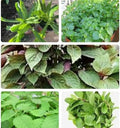 Set of 5 Vietnamese Vegetables Ngò GAI, Rau Càng Cua, Rau tía tô, Kinh giới, húng lũi Culantro Thai Parley, peperomia pellucida Plant Seeds and Vietnamese Perilla Seeds 1000++ Seeds/Bag by DIASPORAASIANSEEDS