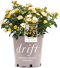 Perfect Plants Lemon Drift Rose Live Plant, 1 Gallon, Yellow Bush by PerfectPlantsNursery