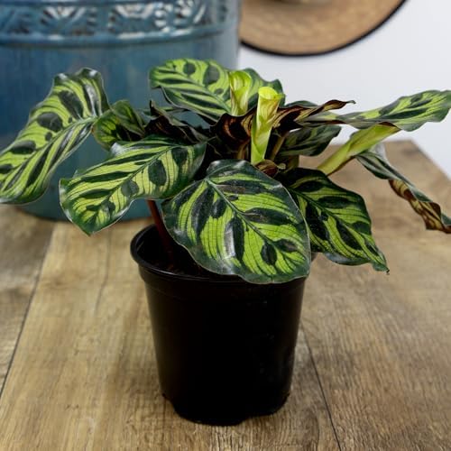 Altman Plants Deluxe Houseplants (3 Pack), Assorted Popular Live Indoor Plant Varieties, Easy Plant Care, 4.25 in Pots - Image 2