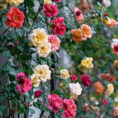 Random Climbing Live Rose Plant, Bush, 5-10 Inch Tall by PlantsSeedsBulbs