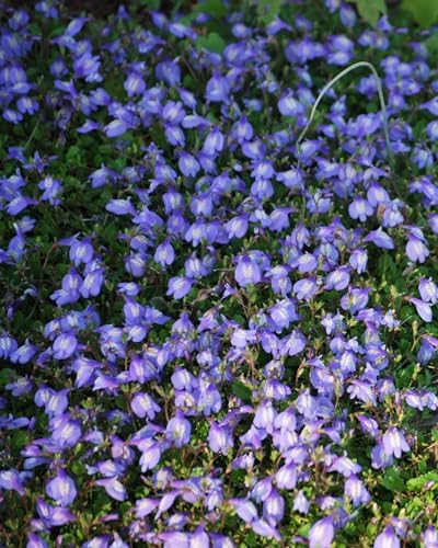 Perennial Farm Marketplace Mazus reptans (Creeping Blue) Live Groundcover, Size- 1 Quart, Bright Bluish Colored Flowers, Zones 5-8 - Image 4