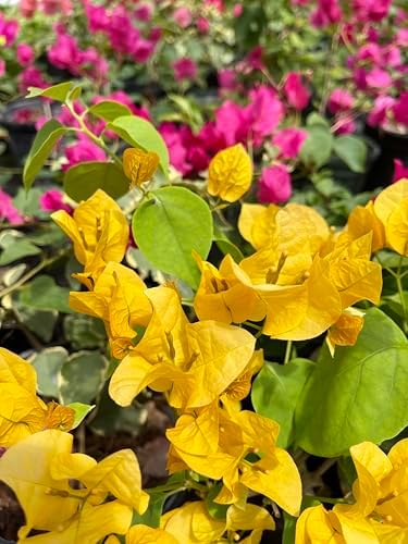 Yellow 16" Bougainvillea - Image 4