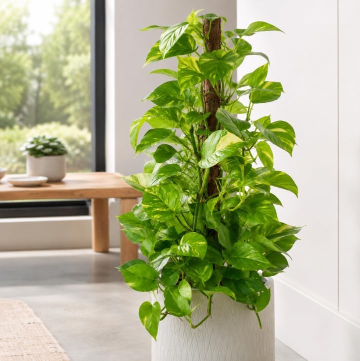 Live Golden Pothos Indoor Plant 4 Inch Pot, Tropical Vine with Variegated Leaves Plant for Indoor, Outdoor Garden - Image 7
