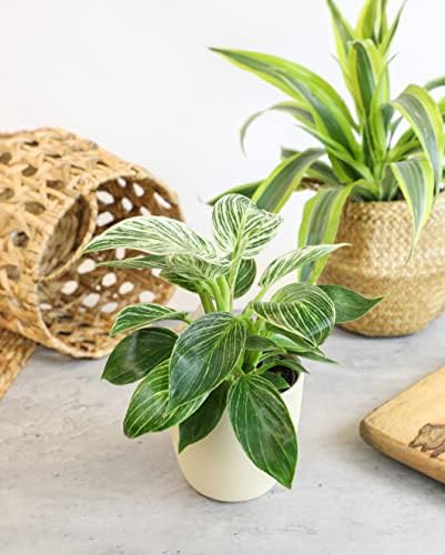 Philodendron Plant Live Houseplant 4PK, Air Purifying Plants, 4 in. Pots - Image 4