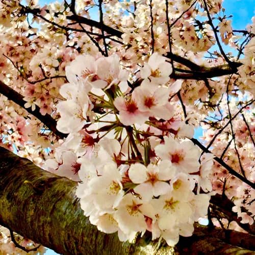 White Cherry Blossom Tree, Ornamental Plant Live, 6-12" Tall, in Pot - Image 6