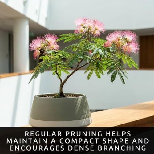 20 Albizia Julibrissin Mimosa Bonsai Tree Seeds for Planting | Persian Pink Silk Tree Seeds | Ornamental Flowering Bonsai Tree | Pink Powder Puff Blooms - Image 2