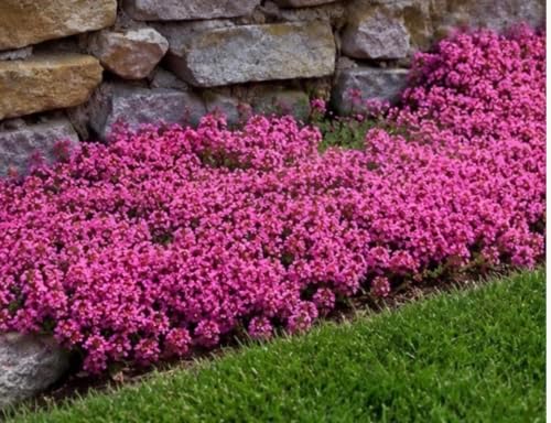 Live Perennial Red/Pink Creeping Thyme Seedlings: Ready-to-Plant, Starters, Plugs, Garden Ready, Live Plants, Transplants, 6 Plants - Image 3