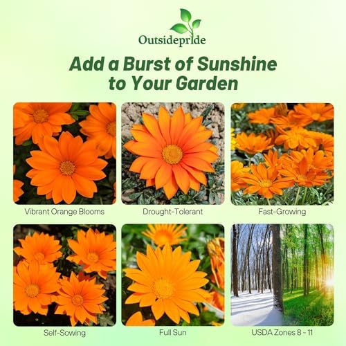 Outsidepride New Day Orange Gazania Seeds for Planting – 50 Pcs Perennial, Low-Maintenance, Drought-Tolerant Ground Cover Seeds for Vibrant Summer & Fall Flowers, Great for Outdoor Gardens - Image 2