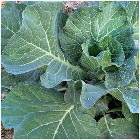 1 Lb Organic All Seasons Cabbage Seeds - Gold Vault Packet - Image 2