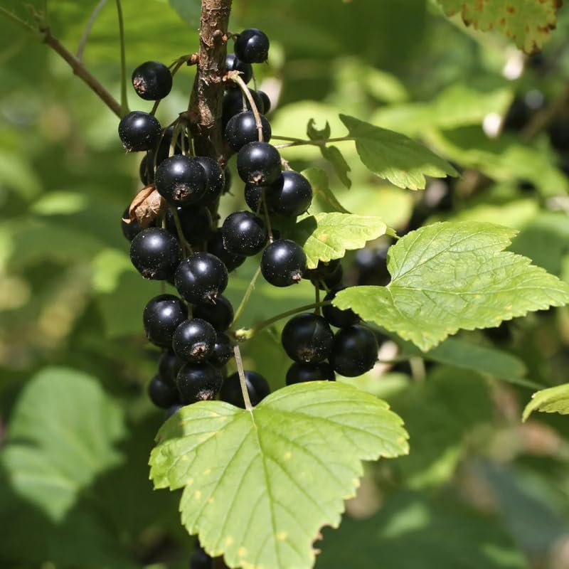 Black Currant Bush Live Plant, Cold Hardy Berry Fruit Shrub, 5-9 Inch Tall - Image 6