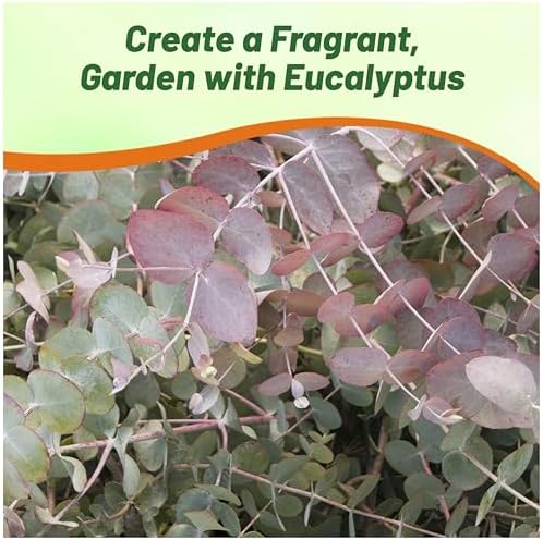 Outsidepride Silver Dollar Tree Eucalyptus Seeds - 50 Pcs. Perennial, Easy to Grow & Drought Tolerant, Flower Seeds for Planting Fragrant, Vibrant Blooms for Landscaping & Pollinator Gardens - Image 5