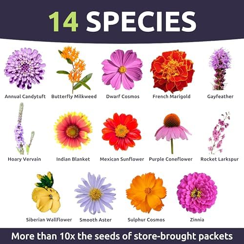 Monarch Butterfly Rescue Mix - Large 1 Ounce Packet - 11,000 Flower Seeds for Planting - Wildflower Mix - Image 3