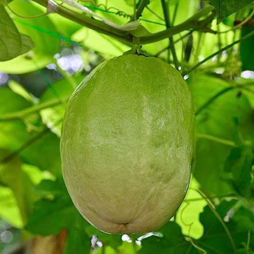 Passion Fruit Giant Granadilla (4 Pack) Live for Sale | Easy to Grow Plants | Edible Fruit Plant for Sustainable Living | Grow Your own Food on Your Edible Organic Garden| Live for Planting| - Image 3