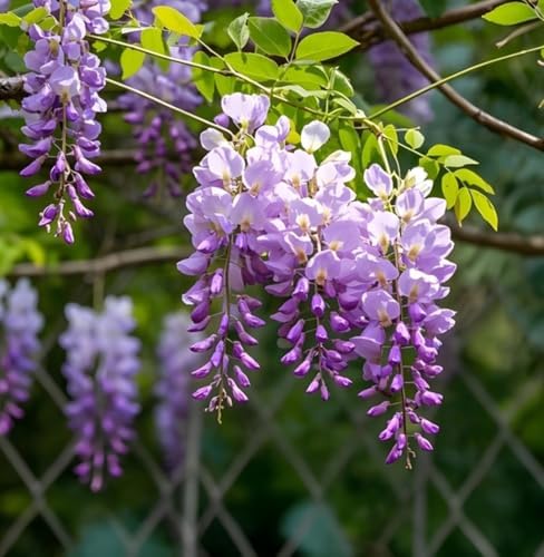 1 Wisteria Bonsai Starter Tree (1 Year Old Live Plant) – Wisteria Floribunda Seedling – Fast Growing Flowering Vine for Bonsai Training – Outdoor/Indoor Bonsai Tree Starter Kit Plant - Image 2
