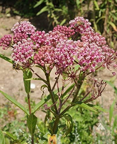 Swamp Milkweed 'Pink Rose Milkweed' (Asclepias incarnata) 2.5 inch Pot - Image 4