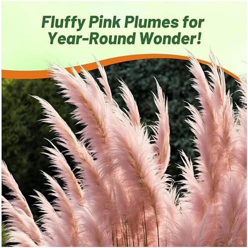 Outsidepride Pink Pampas Grass Seeds – 2,000 Pcs. Perennial, Drought-Tolerant Ornamental Grass for Large Garden Borders, Privacy Landscaping, Xeriscaping, and Low-Maintenance Outdoor Spaces - Image 6