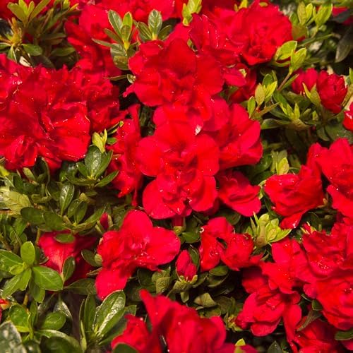 1 Gal Encore Azalea Autumn Bonfire - Image 5