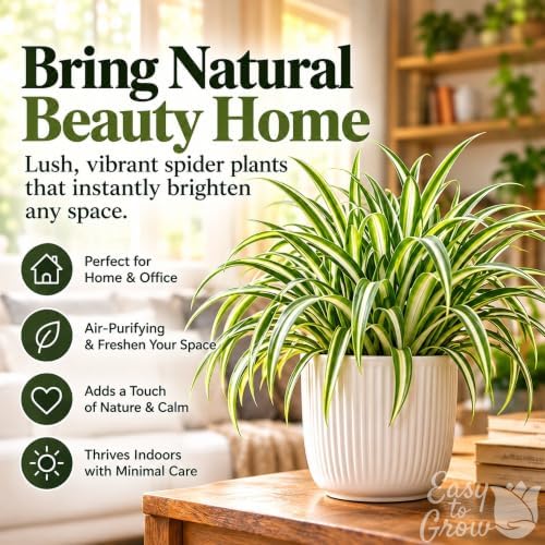 Easy to Grow Spider Plant Variegated 1 Full Size Potted Plant - Large Established Houseplant in 4" Quart Pot - Indoor Outdoor, Low Maintenance, Air-Purifying (Not Starter Plug) - Image 4