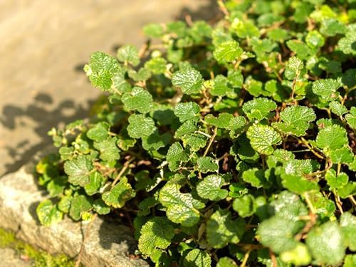 Greenwood Nursery: Live Ground-Cover Plants - Creeping Raspberry + Rubus Calycinoides - [Qty: 2X Pint Pot] - (Click for Other Available Plants/Quantities) - Image 2