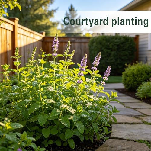 Mint Seeds for Planting, Heirloom Fragrant Culinary Herb Garden Seeds - Image 3
