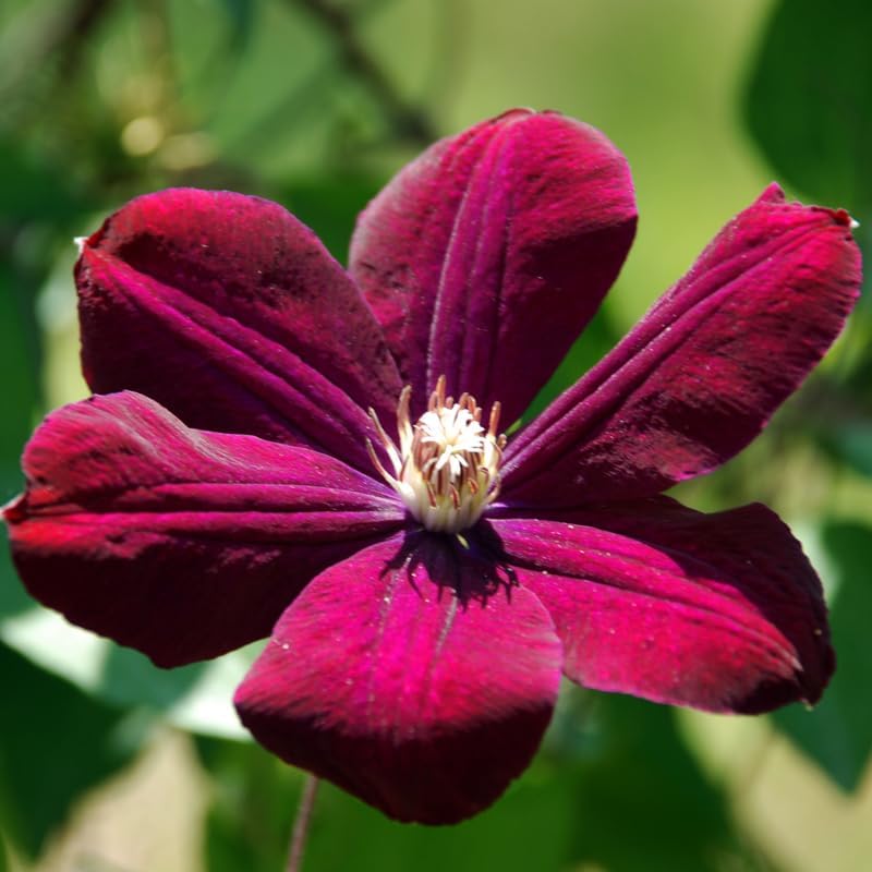 Red Clematis Vine Plant, Clematis Vine Plants Live in 2.5 Inch Pot - Image 4