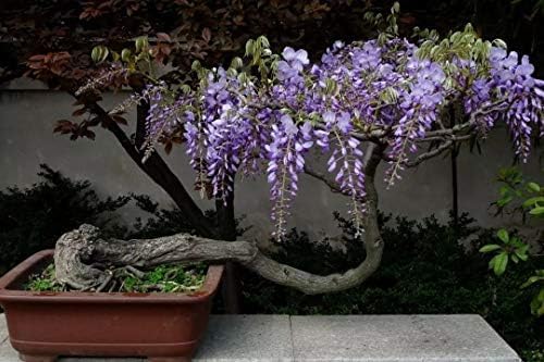 Chinese Wisteria Tree Seeds, Bonsai Seeds, Pack of 30 Bonsai Tree Seeds - Image 5