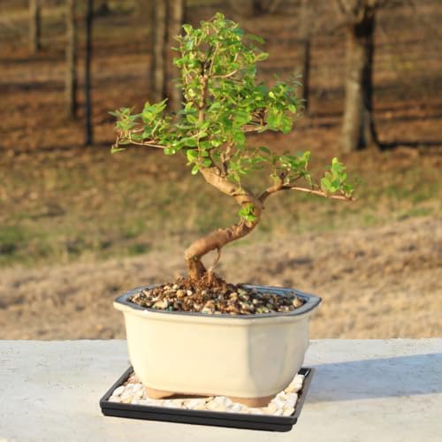 Brussel's Bonsai - Small Live Bonsai Tree with Tray, Potted Indoor Plant - Image 5