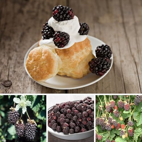Set 2 Boysenberry Live Plant, 4-7 Inches Tall - Image 5