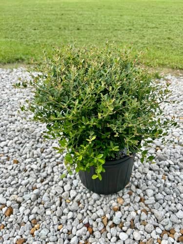 Dwarf Yaupon Holly Shrub, Live Plant, 1 or 3 Gallon Container Size, Evergreen Ornamental Bush (3-Gallon) - Image 2