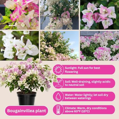 Set 2 White Pink Bougainvillea Live Plant 5-7 Inch Tall - Image 2