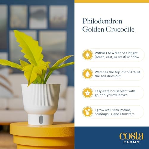 Costa Farms Golden Crocodile Philodendron, Live Indoor Tropical Plant - Image 6