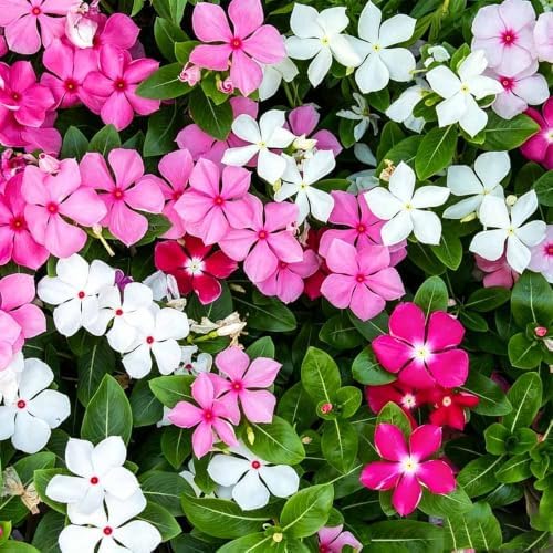999+ Mix Vinca Periwinkle Flower Seeds for Planting in Home Garden - High Germination Rate, Drought-Tolerant,Low-Maintenance Ground Cover Seeds - Image 5
