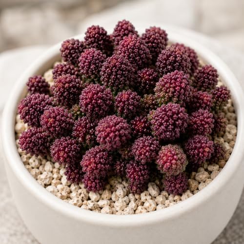 Adromischus Marianae VAR. Herrei Live Succulent Plant 2-2.5", Bare Root Succulent, No Pot or Soil, Easy Care Indoor Houseplant for Home Decor, Terrariums & Succulent Collections - Image 4