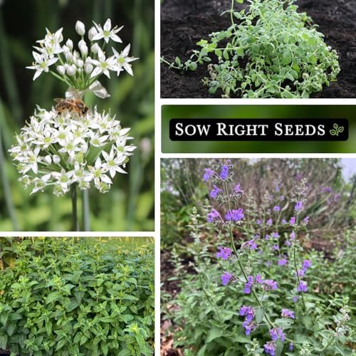 Sow Right Seeds - Perennial Herb Seed Collection for Planting Home Garden - Image 4