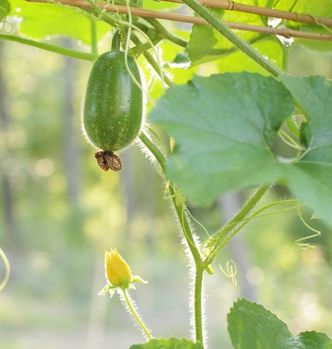 Fuzzy Hair Melon Seeds - 60+ Count - for 2026 Planting Wax Gourd Fuzzy Hair Hairy Squash Chi Qua Mo Gwa Mokwa Winter Ash Asian Vegetable Grow Your Own Home Farm Patio Healthy - Image 3